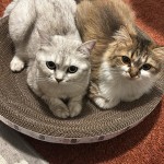 ريماس الحربي